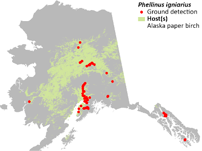 Phellinus-igniarius-detection-map-2022-Alaska