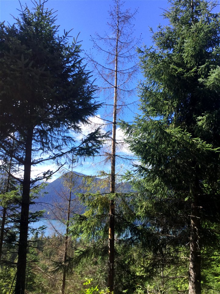 Sitka-spruce-crop-trees-killed-by-porcupine-Tongass