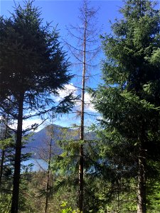 Sitka-spruce-crop-trees-killed-by-porcupine-Tongass photo