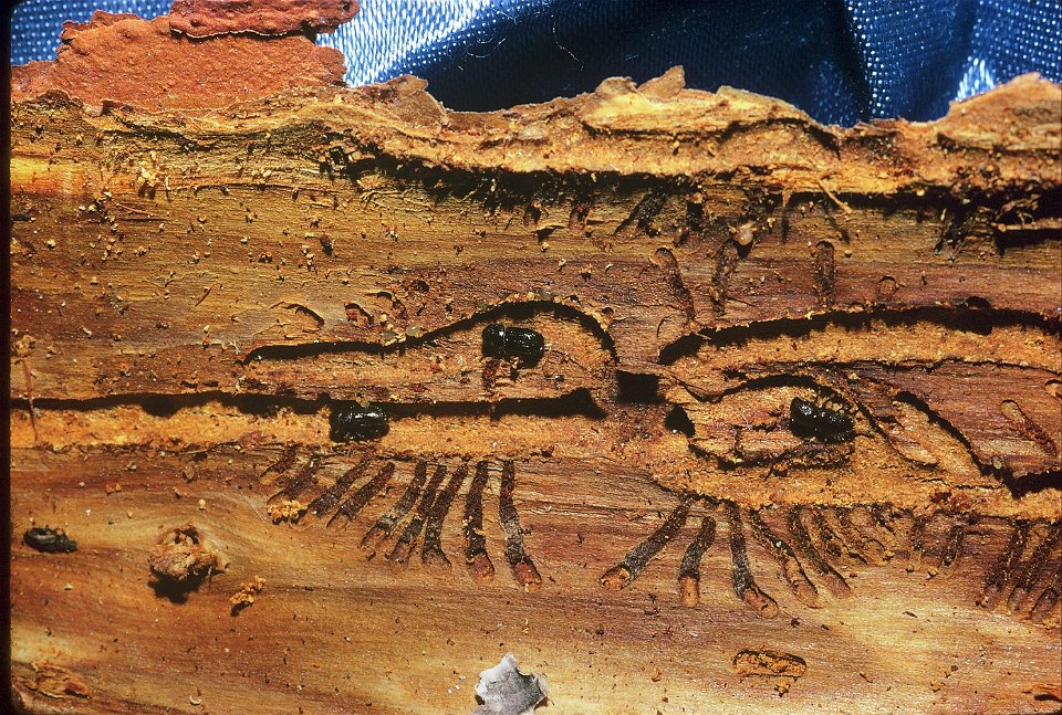Northern-spruce-engraver-adults-and-galleries-Alaska-1