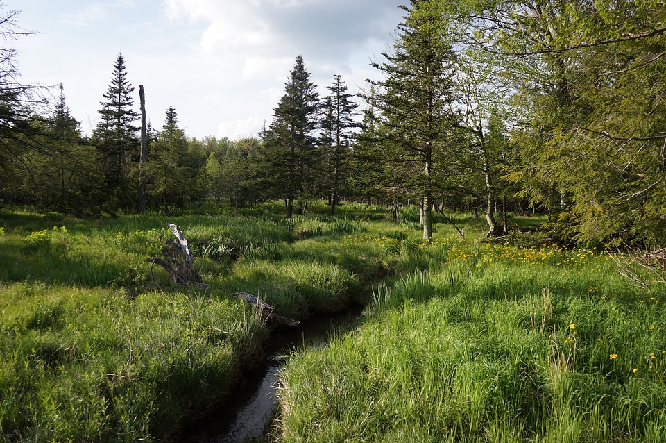 Canaan Valley, West Virginia Virginia