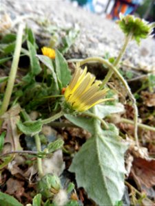 Arctotheca calendula (L.) Levyns, 1942