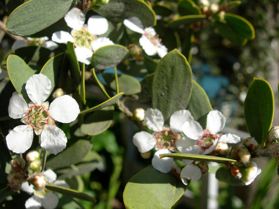 Australian tea tree - Leptospermum laevigatum