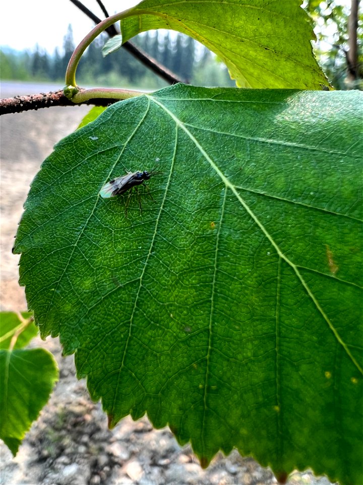 Adult-birch-leafminer-on-leaf-Alaska