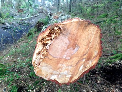 Phellinus-hartigii-decay-AukeRec-Tongass