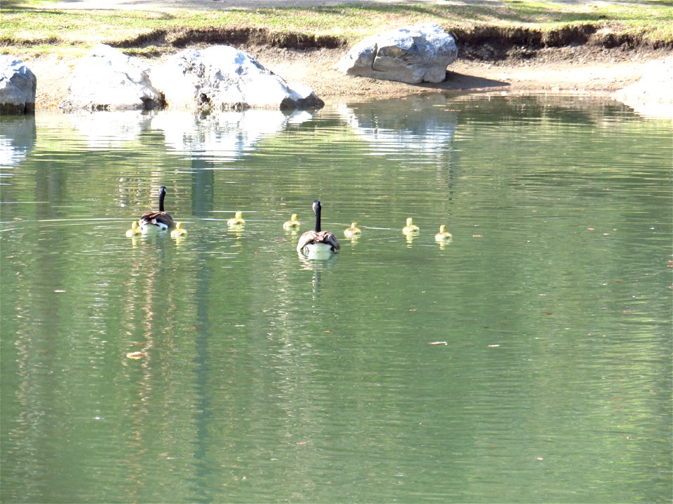 Gosling Season in Calgary Canada