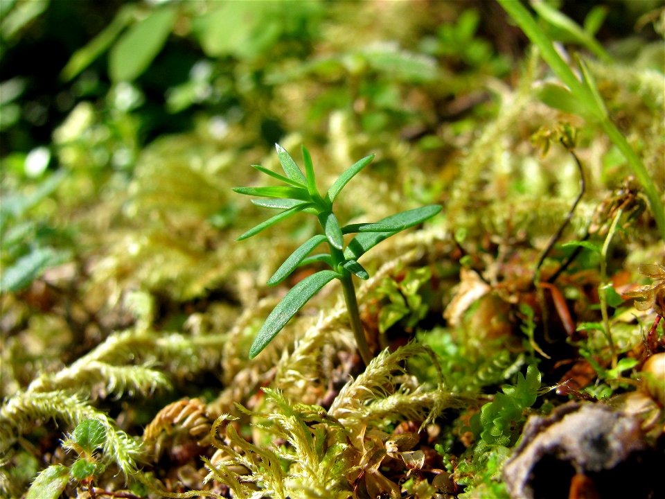 Yellow-cedar-seedling-Kupreanof-Island-Tongass