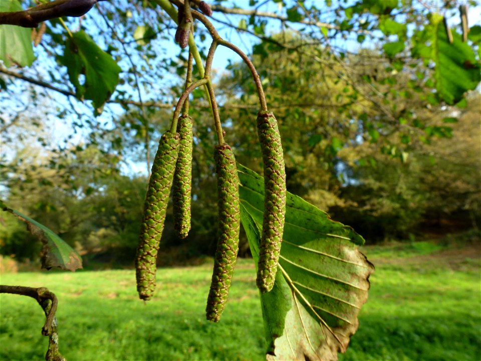 Alnus glutinosa (L.) Gaertn., 1790