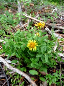Inula spiraeifolia L., 1759