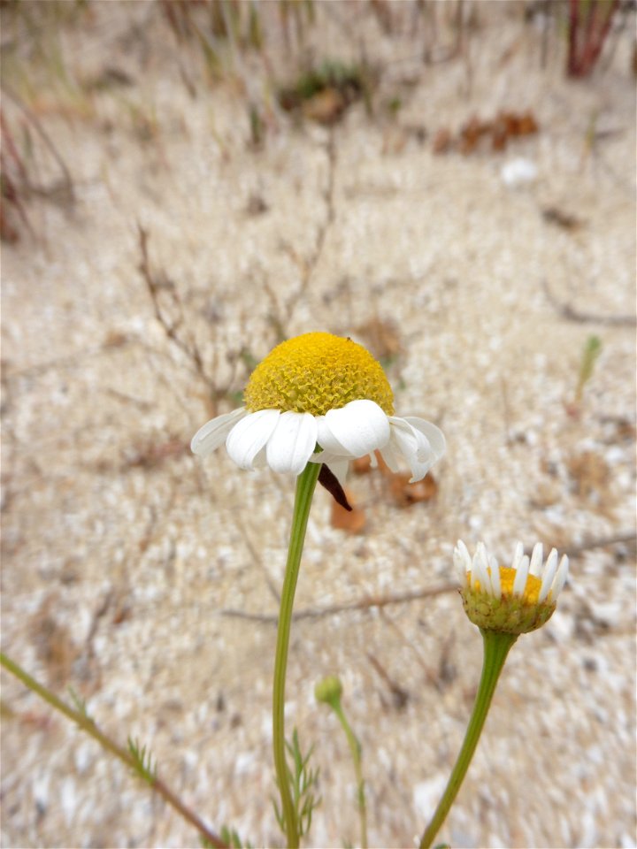 Tripleurospermum maritimum (L.) W.D.J.Koch, 1847