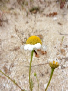Tripleurospermum maritimum (L.) W.D.J.Koch, 1847