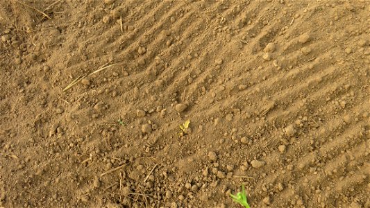 HT2C-after-seeding-and-raking-close-up