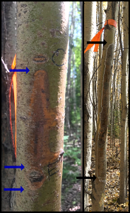 Aspen-running-canker-inoculatoin-tree-June-and-Sept2021-Alaska