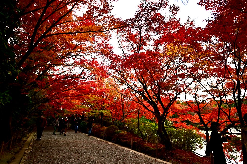京都龍安寺/Kyoto Ryoanji