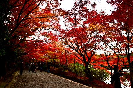 京都龍安寺/Kyoto Ryoanji