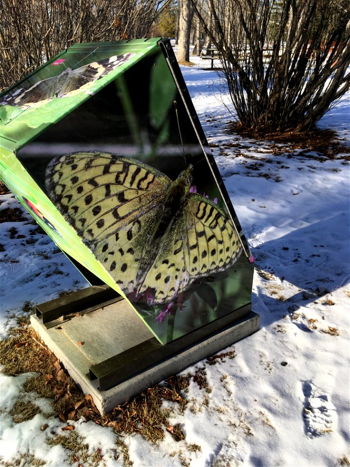 The rare and beautiful Calgary Snow Butterfly