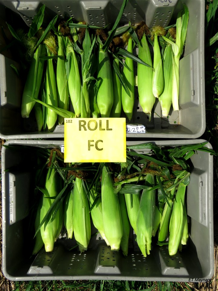 PD1-ROLL-FC-harvested ears-r1