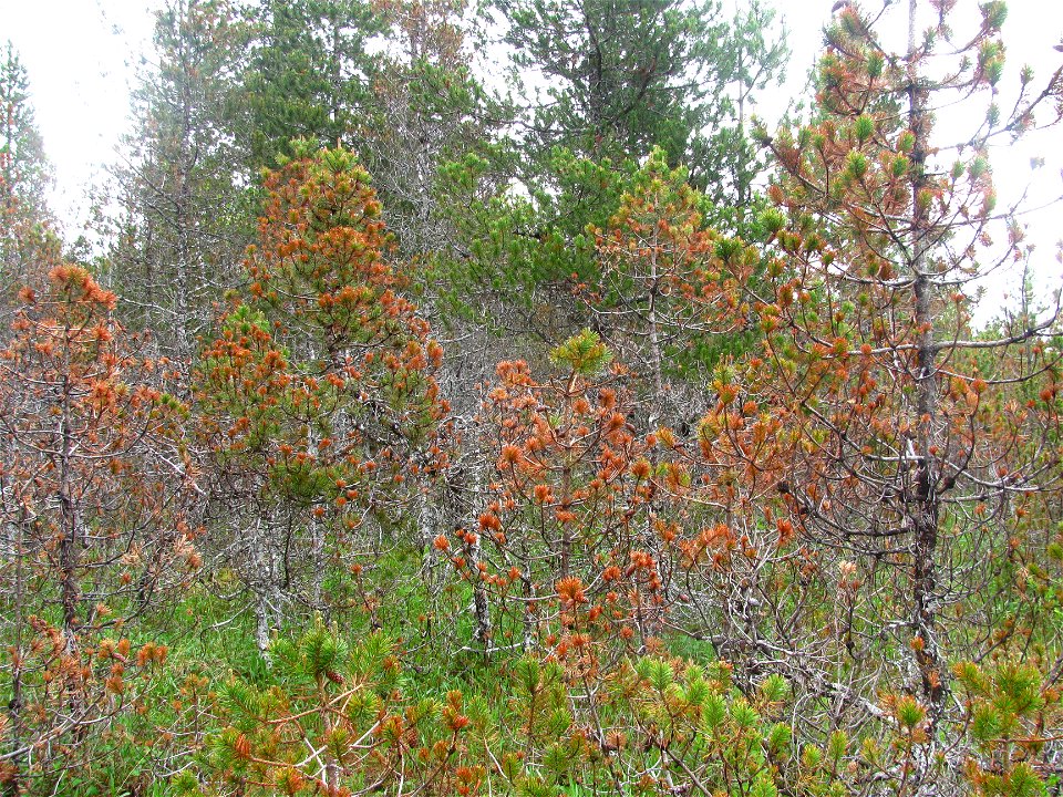 Dothistroma-needle-discoloration-Gustavus-Alaska