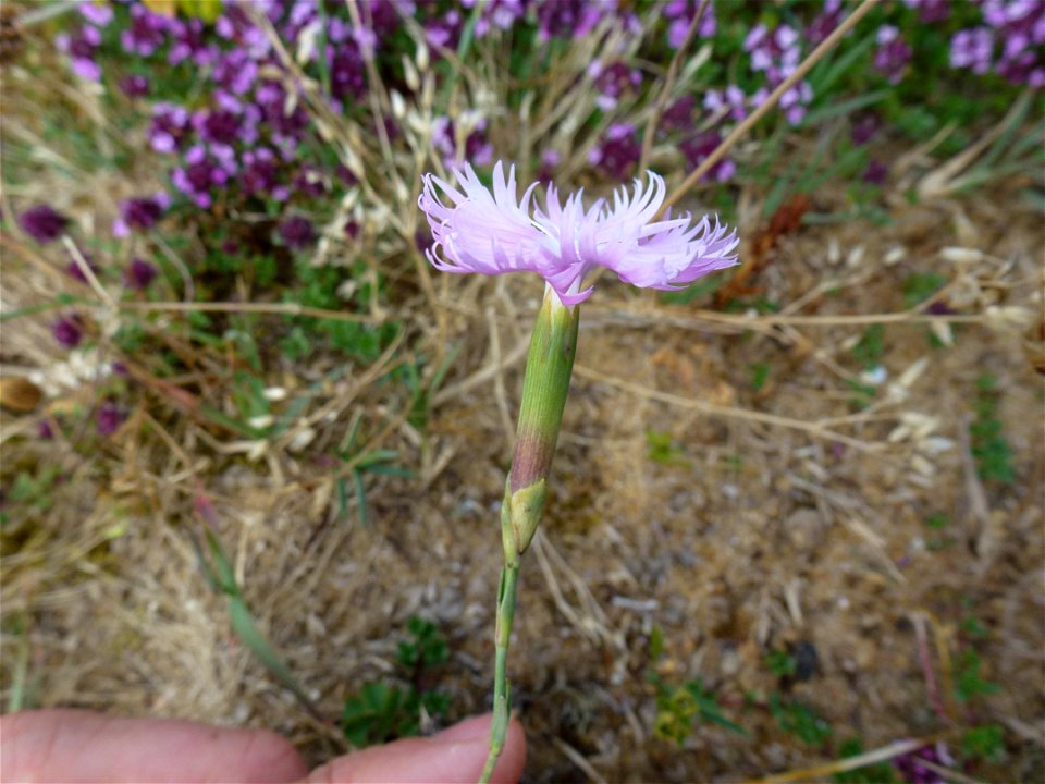 Dianthus gallicus Pers., 1805