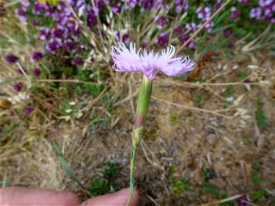 Dianthus gallicus Pers., 1805