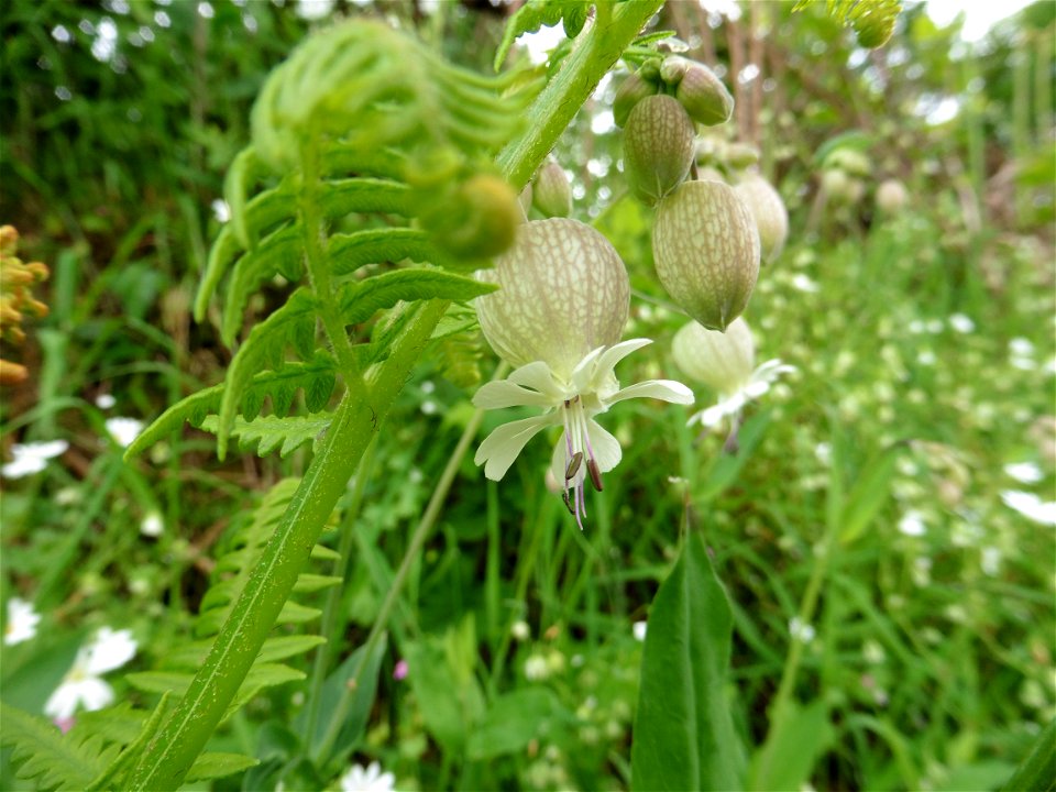 Silene vulgaris (Moench) Garcke, 1869