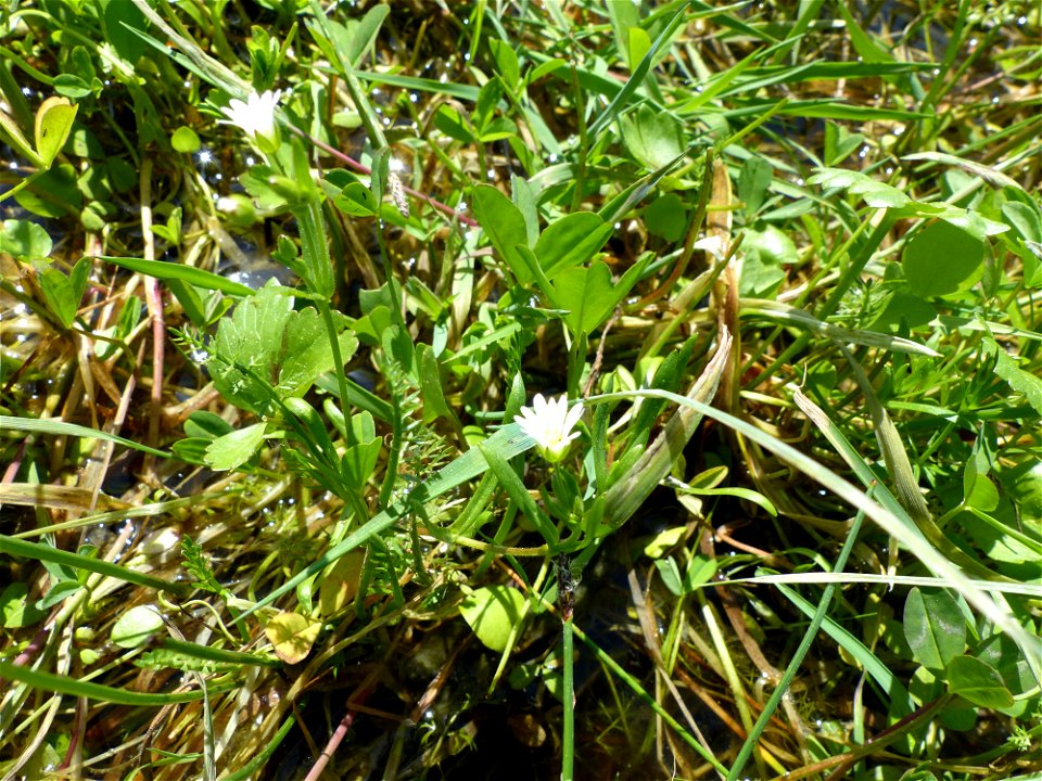 Cerastium dubium (Bastard) Guépin, 1838