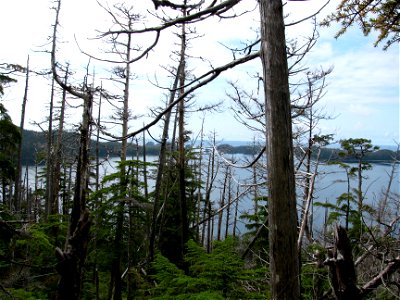 Yellow-cedar-snags-Slocum-Arm-Chichagof-Island-Tongass-3