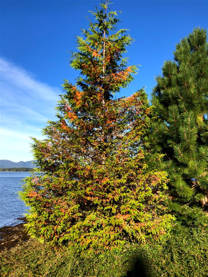 Western-redcedar-flagging-Ketchikan-Tongass photo