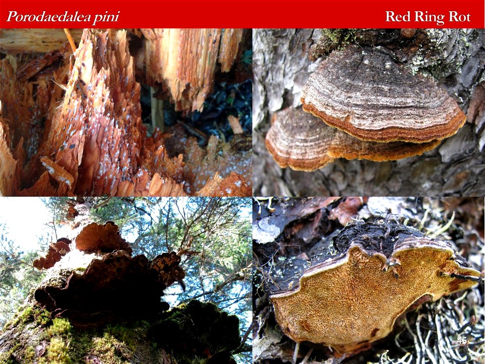 Porodaedalea-pini-identification-aid-Alaska