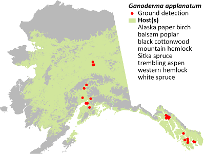 Ganoderma-applanatum-Artists-Conk-Detection-Map-2022-Alaska photo