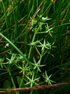 Damasonium alisma Mill., 1768