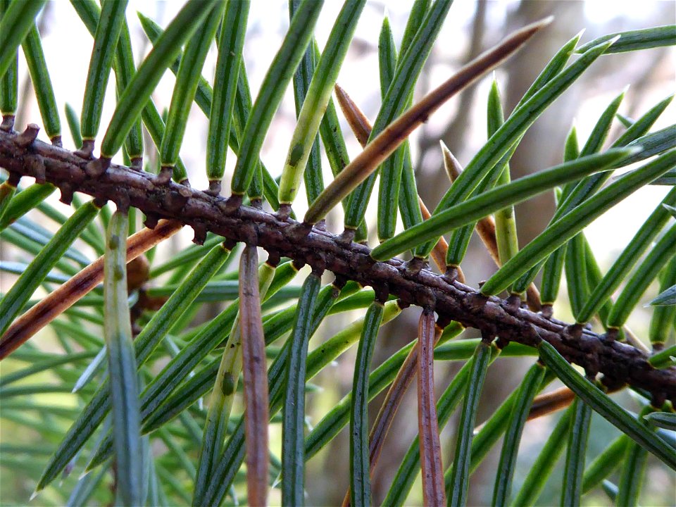 Spruce-aphids-Sitka-spruce-needles-Tongass-1