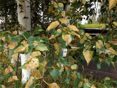 Birch-leafminer-damage-Alaska-3
