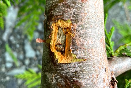 Western-redcedar-fresh-wound-Prince-of-Wales-Tongass photo