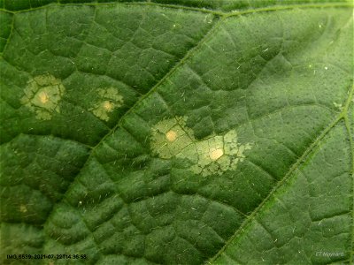 Leafspots