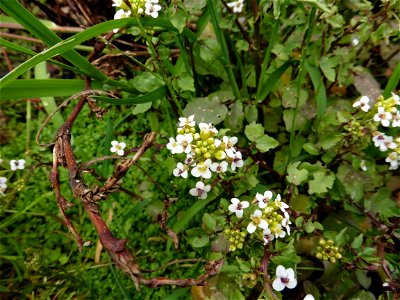 Nasturtium officinale W.T.Aiton, 1812