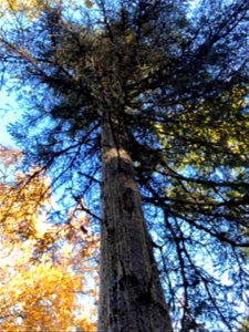 octonus-rufipennis-attacked-spruce-Anchorage-Alaska-3