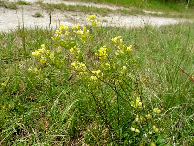 Biscutella guillonii Jord., 1864