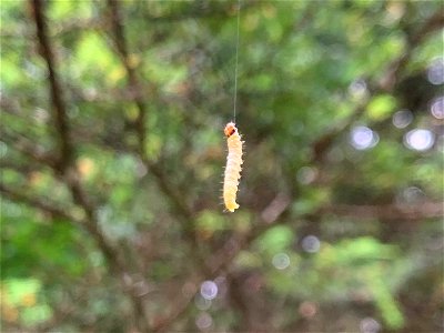 Western-blackheaded-budworm-larva-ballooning-Tongass