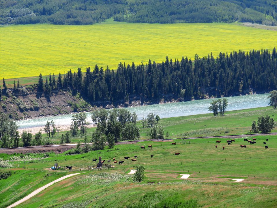 River Bow and Canola Field