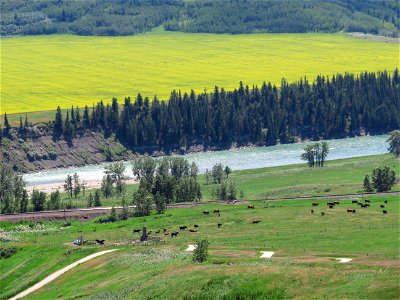 River Bow and Canola Field