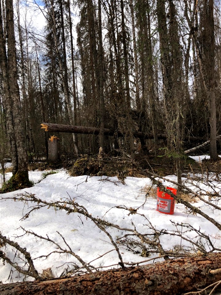 Red-belt-Fomitopsis-pinicola-Parks-Hwy-N-of-Susitna-River-Alaska-3