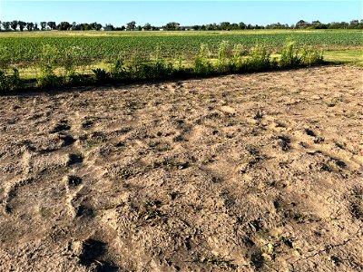 teff-sunnhemp-emerging