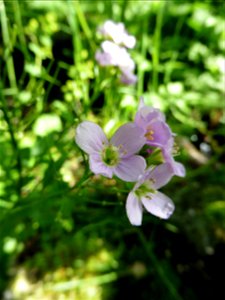 Cardamine raphanifolia Pourr., 1788