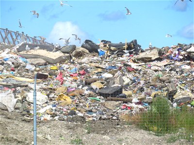 Seagulls at the dump in east Calgary photo