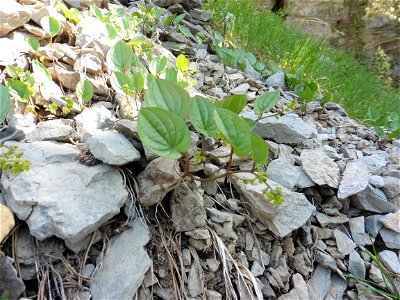 Dioscorea pyrenaica Bubani & Bordère ex Gren., 1866