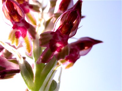 Anacamptis fragrans (Pollini) R.M.Bateman, 2003