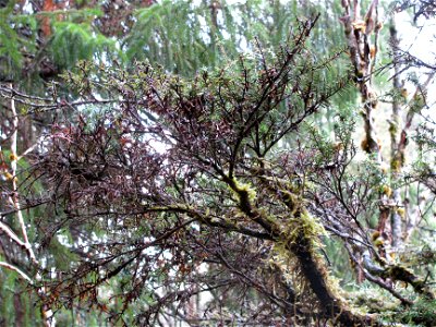 Sirococcus-shoot-blight-Herbert-River-Tongass-1