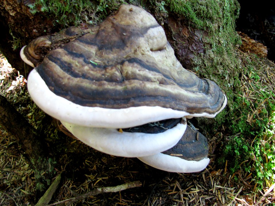 Fomitopsis-pinicola-ochracea-conks-Alaska-8