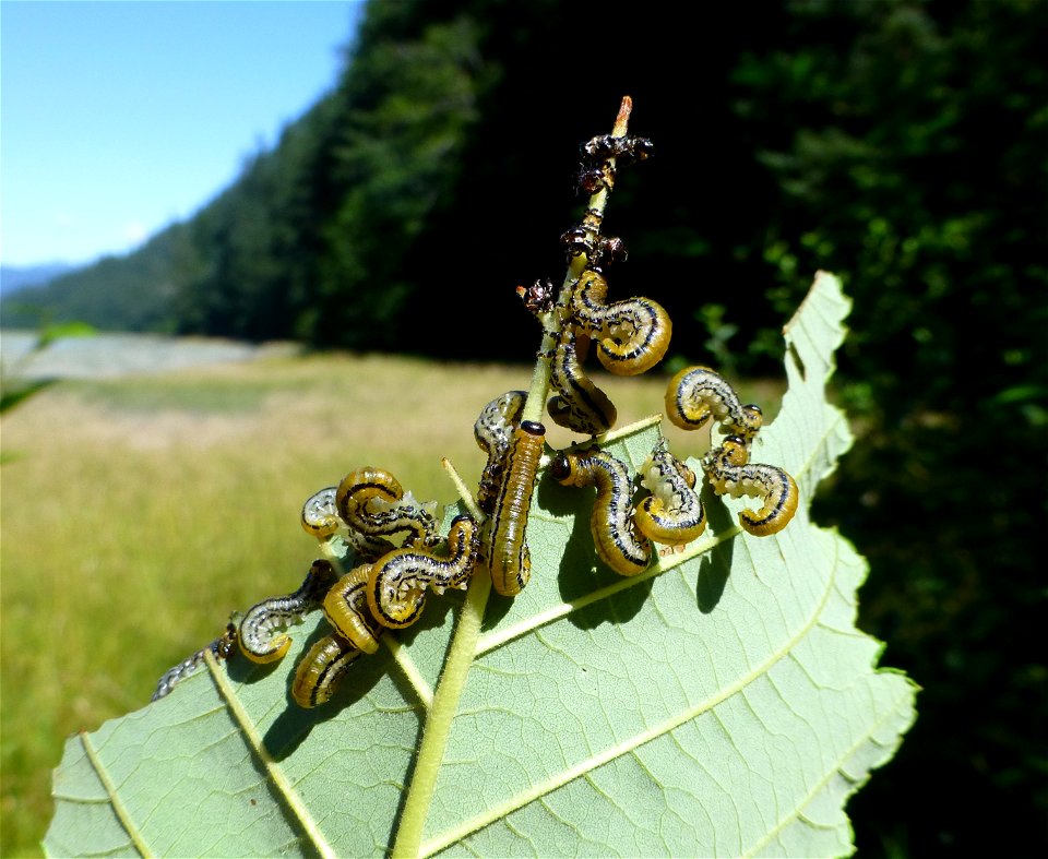Alder-defoliation-striped-alder-sawfly-Tongass-2